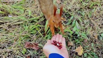 Adorable squirrel taking nuts from biologist hand video