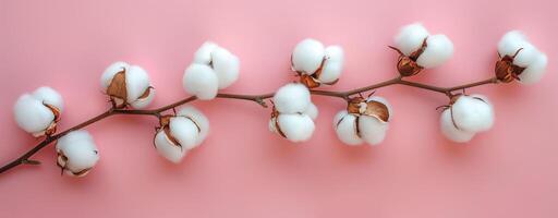 Cotton flowers on branches against a pink background, natural softness and elegance. textile photo