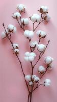 Cotton flowers on branches against a pink background, natural softness and elegance. textile photo