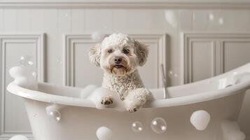 Adorable white cockapoo dog in a white tub with bubbles. Playful fluffy pet enjoying a bubble bath photo