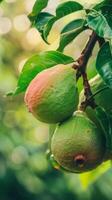 Ripe guava fruit on tree branch. Close-up view. Healthy eating concept. Juicy tropical fruit. photo