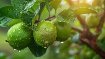 Ripe guava fruit on tree branch. Close-up view. Healthy eating concept. Juicy tropical fruit. photo