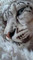 Close-up of a majestic snow leopard resting, wildlife nature portrait of a snow leopard face photo