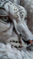 Close-up of a majestic snow leopard resting, wildlife nature portrait of a snow leopard face photo