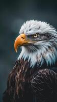 Majestic bald eagle close-up, symbol of strength and freedom, wildlife conservation visual photo