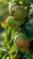Ripe guava fruit on tree branch. Close-up view. Healthy eating concept. Juicy tropical fruit. photo