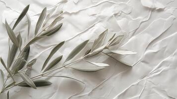 Delicate white olive branch with leaves and fruits on a white background, subtle matte texture. photo