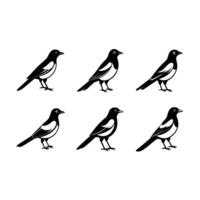 Stunning magpie bird design, perfect for various creative projects vector