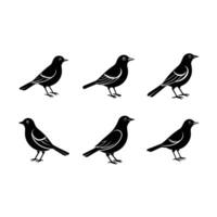 Elegant blackbird design created with for unique graphics vector