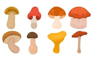 Set of different mushrooms in flat style illustration. Different good edible mushrooms and toadstools collection vector