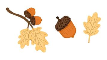 Set with acorn nut with branch and nuts on white background. Illustration autumn design vector