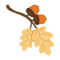 Branch with leaves and two acorns on a white background. Cute illustration on an autumn theme vector