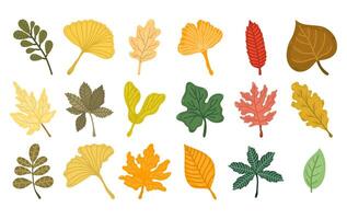 Collection or set with different autumn leaves on white background. Illustration with different leaves and branches vector