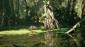 Tranquil wetland with lily pads and rooted tree in serene natural setting video