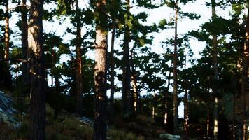 Scenic view of sunlit pine trees in a tranquil forest during midday video