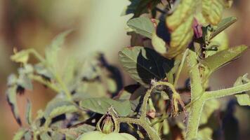 Green tomatoes that are not yet ripe on the branch in the field video