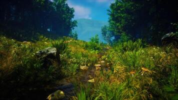 A calm path through lush greenery in a daytime forest video