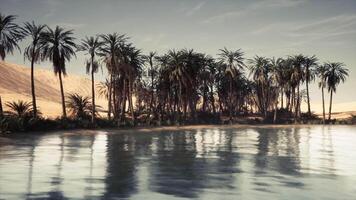 A serene oasis with palm trees reflecting in tranquil water under clear skies video