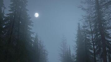 Looped animation of flying through a scary forest with moon video