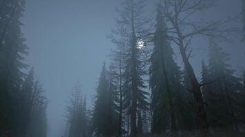 Looped animation of flying through a scary forest with moon video