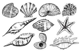 Hand-drawn ink illustration. Black and white. A bundle of different sea shells for any design work. vector