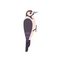 Woodpecker perched on a branch side view vector