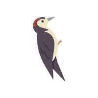 Woodpecker bird looking up while clinging on branch vector