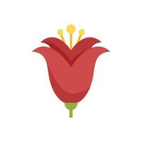Red flower blooming with yellow pistils on white background vector