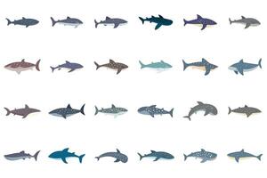 Collection of whale sharks swimming in different poses vector