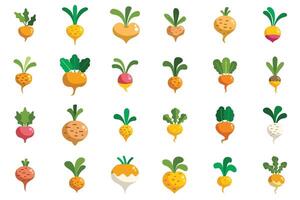 Collection of colorful turnip root vegetables growing vector