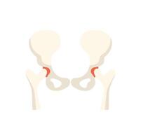 Human pelvic bone showing sacroiliac joint front view vector