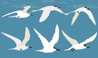 Flying Seabird Illustrations in Various Poses vector