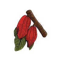 hand drawn branch with cocoa beans on a vintage paper background. cacao hand drawing vector
