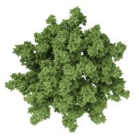 3d illustration of Viburnum Dentatum trees isolated on transparent canvas from top view png