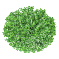 Collection of Commo Yew tree isolated on transparent Canvas from the top view png