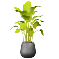 collection of Calathea LuteaIndoor Plant in pot isolated on transparent Canvas png