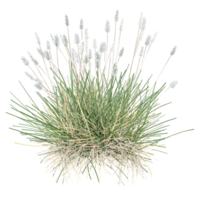 3d rendering of Green grass isolated on transparent Canvas png