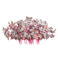 3d rendering of Iresine herbstii Kalmia plant isolated on transparent Canvas png