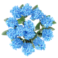 3d rendering of Heliotropium arborescens plant isolated on transparent Canvas from top view png