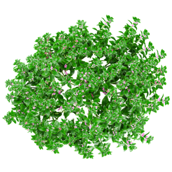 topp se av impatiens walleriana blomma växt isolerat på transparent duk png
