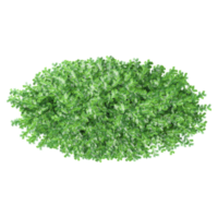 Top view of Commo Yew tree from transparent Canvas png