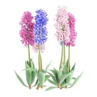 Collection of hyacinths palnt isolated on transparent Canvas png