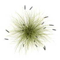 3d rendering of Green grass isolated on transparent Canvas from top view png