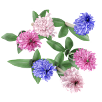 Collection of hyacinths palnt isolated on transparent Canvas from the top view png