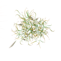 From the top view of Lawn Grass for architecture visualization png