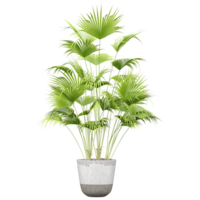 3d render Plant pot in front angles isolated on transparent Canvas png