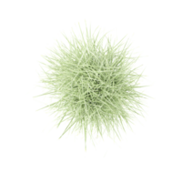 Collection of Encapsulated grass isolated on transparent Canvas from the top view png