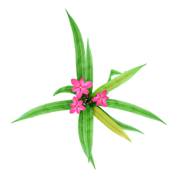 vinca blomma växt isolerat på transparent duk från topp se png