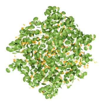 samling av tropaeolum majus växt isolerat på transparent duk png