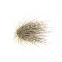 From the top view of Chinese silver grass for architecture visualization png